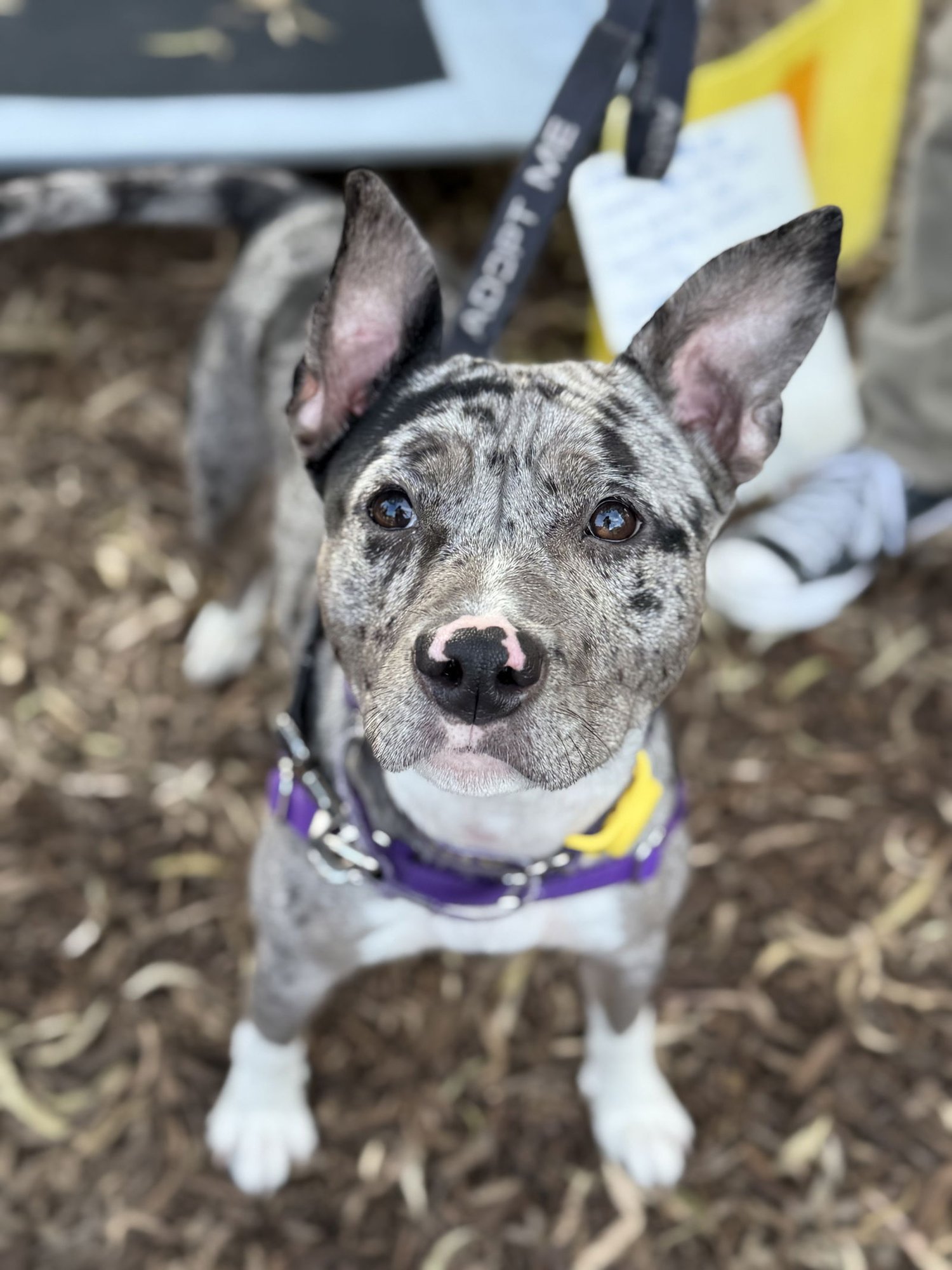 PATISSERIE - American Pit Bull Terrier / Catahoula Leopard Dog available for adoption