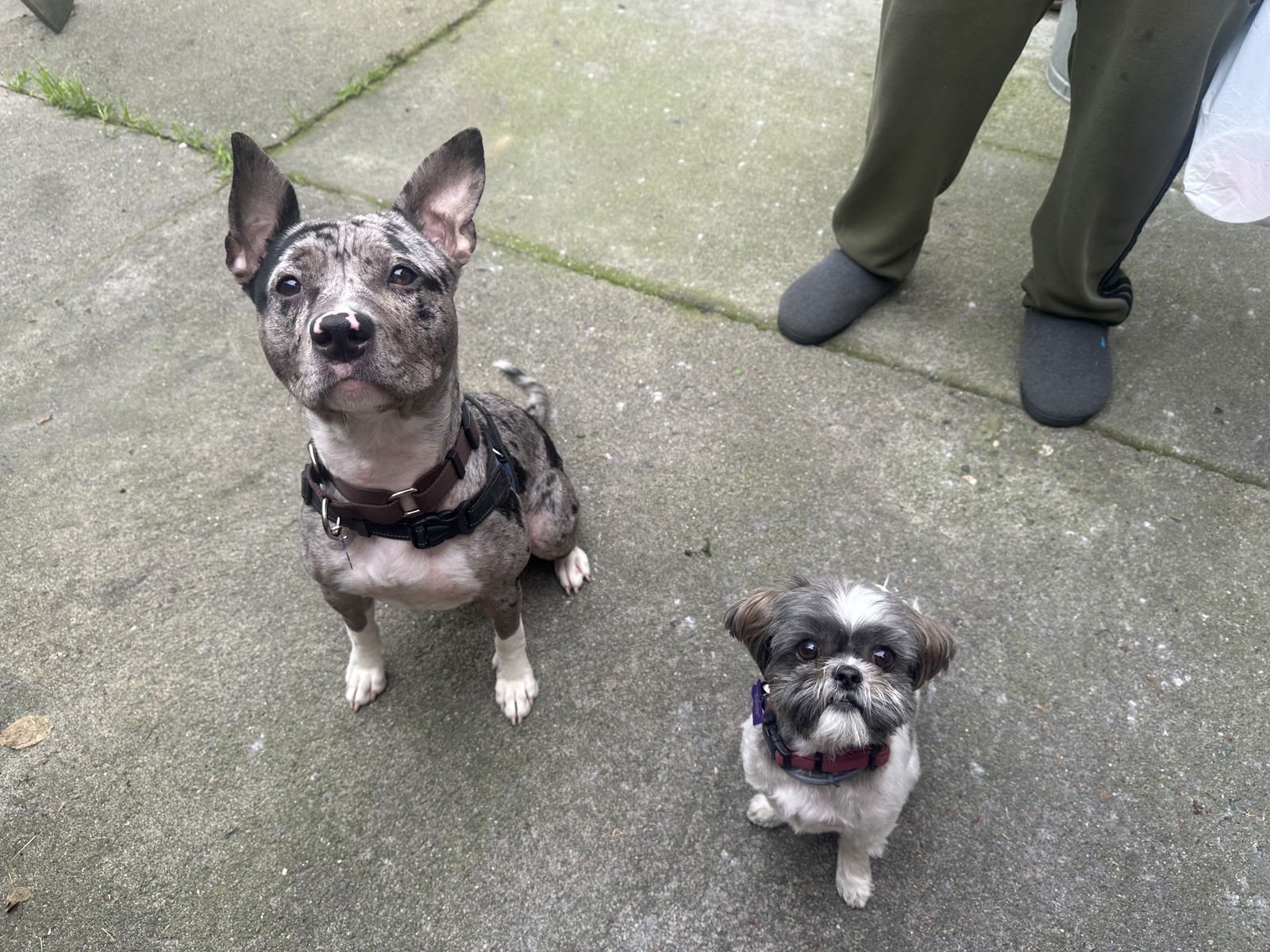 PATISSERIE - American Pit Bull Terrier / Catahoula Leopard Dog available for adoption