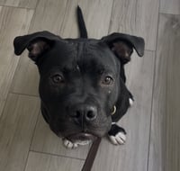 Buddy - Photo 5