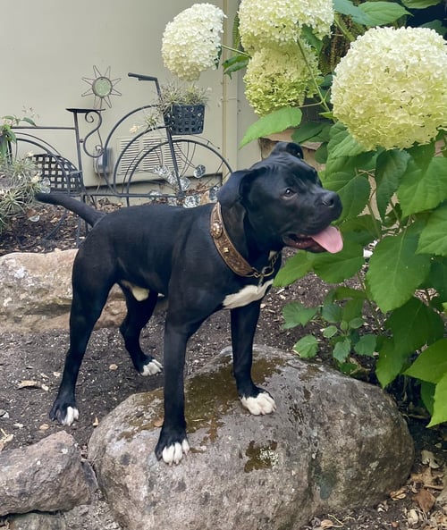 BUDDY - American Staffordshire Terrier available for adoption