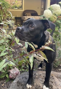 Buddy - Photo 1