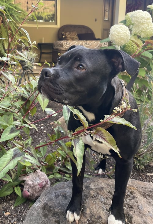 BUDDY - American Staffordshire Terrier for adoption in Berkeley