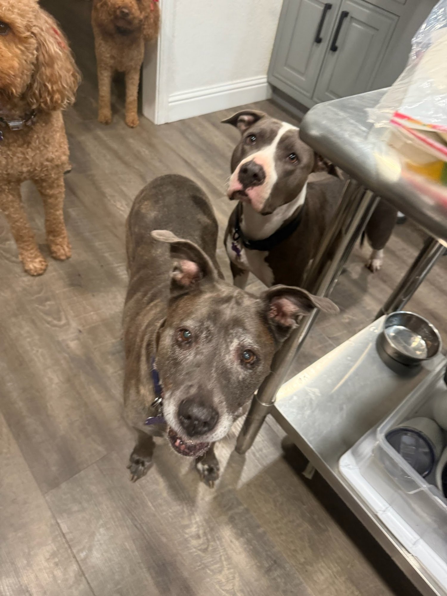 MAXINE - American Pit Bull Terrier available for adoption