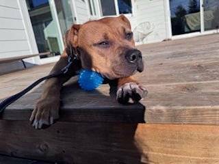 MOCHI - American Pit Bull Terrier available for adoption