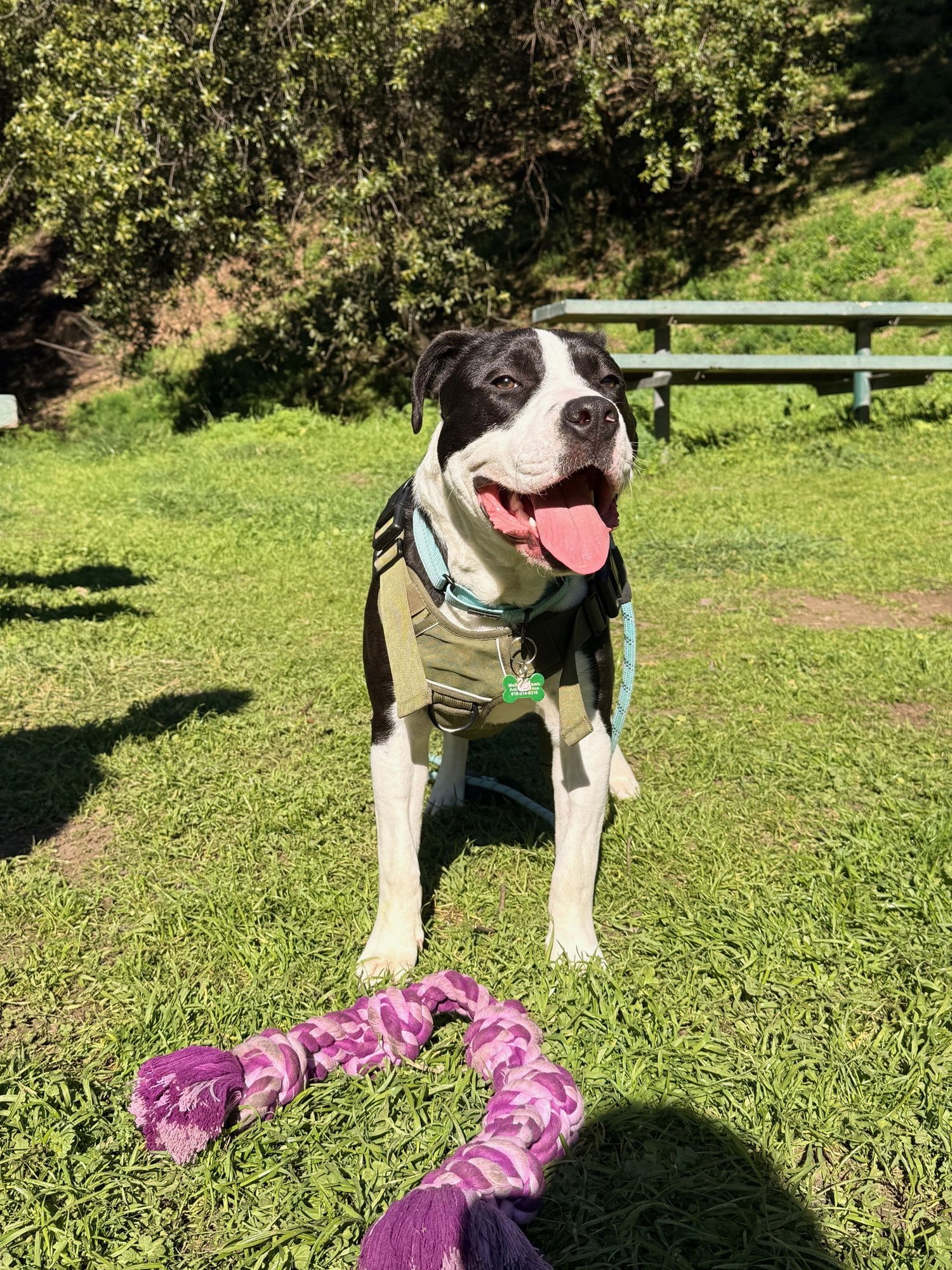 LIL JOHN - American Pit Bull Terrier available for adoption