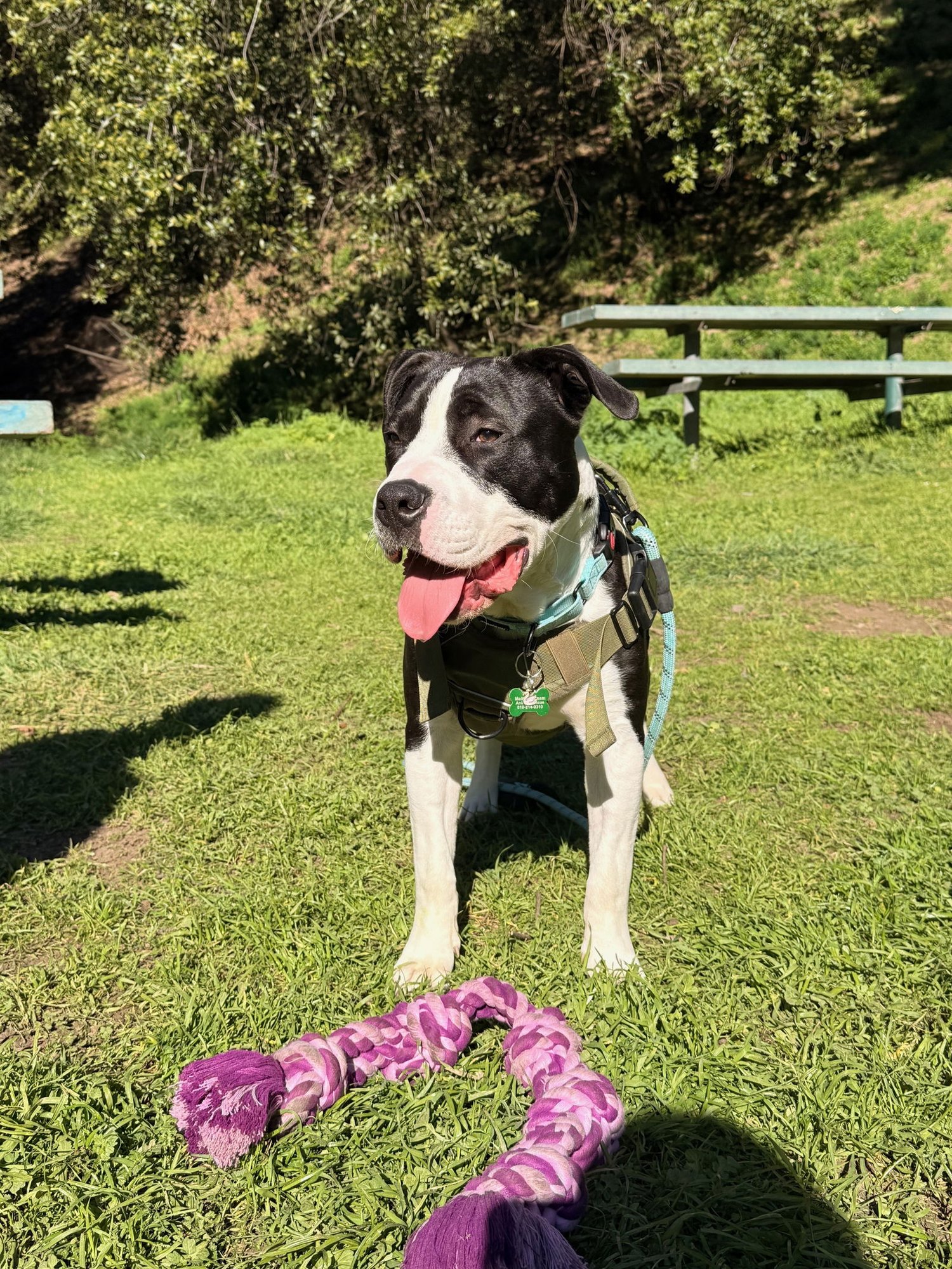 LIL JOHN - American Pit Bull Terrier available for adoption