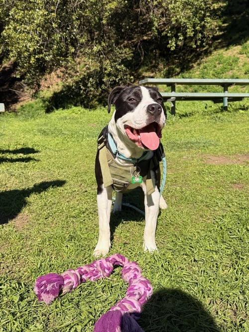 LIL JOHN - American Pit Bull Terrier for adoption in Berkeley