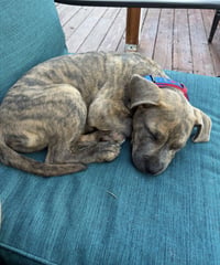 Mocha - Photo 2