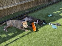 Mocha - Photo 5