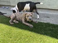 Mocha - Photo 6