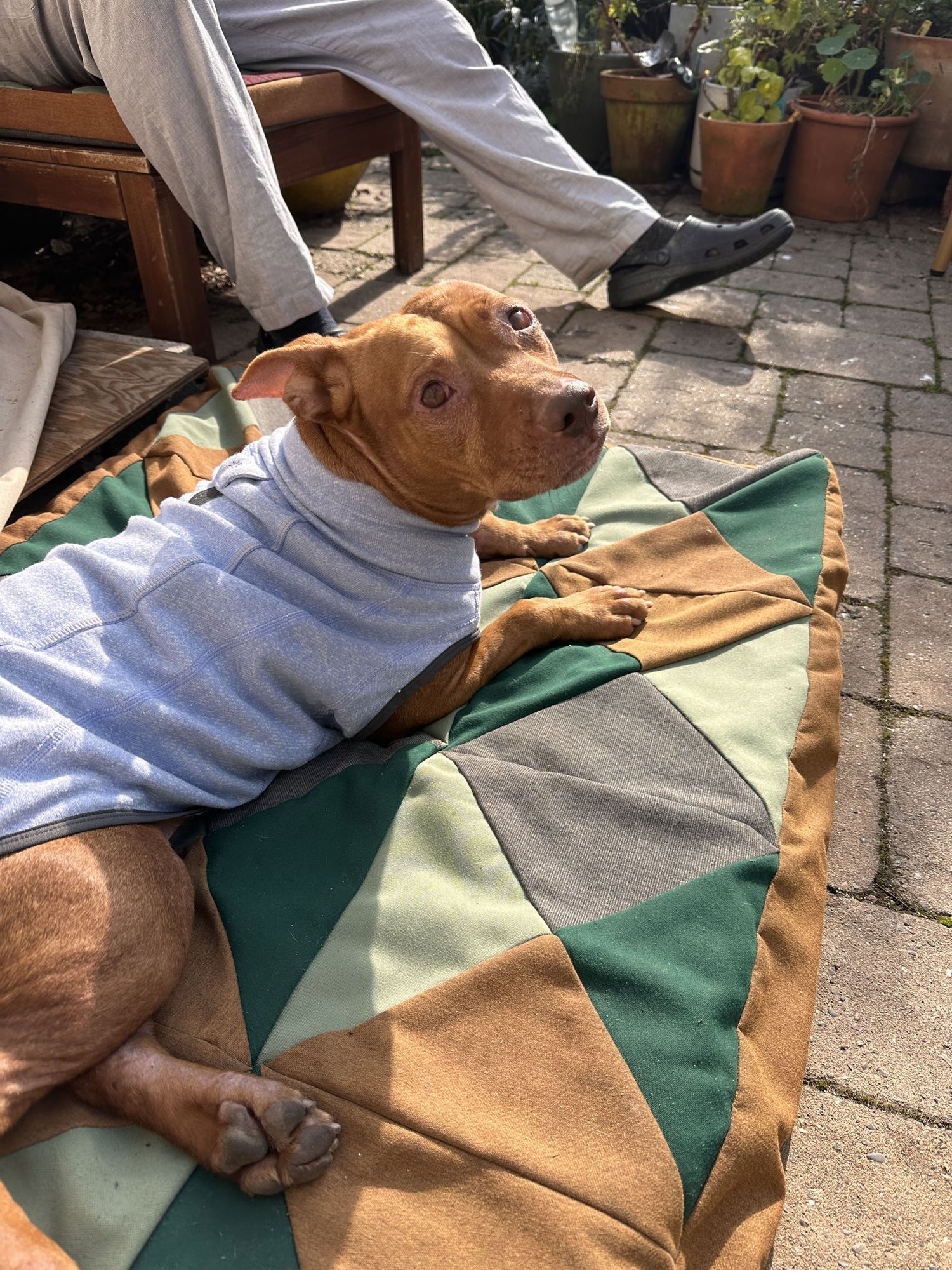 JONI - American Pit Bull Terrier available for adoption