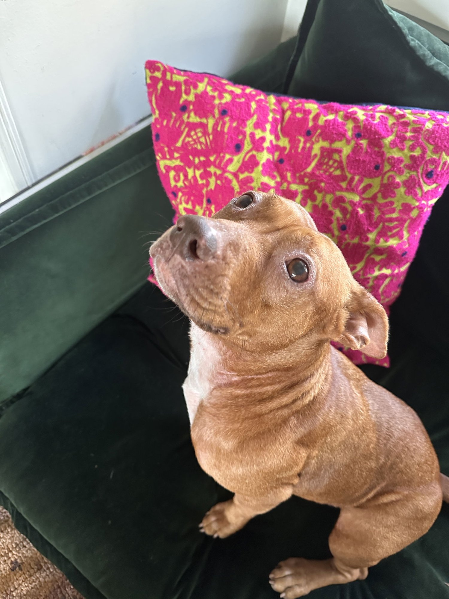 JONI - American Pit Bull Terrier available for adoption