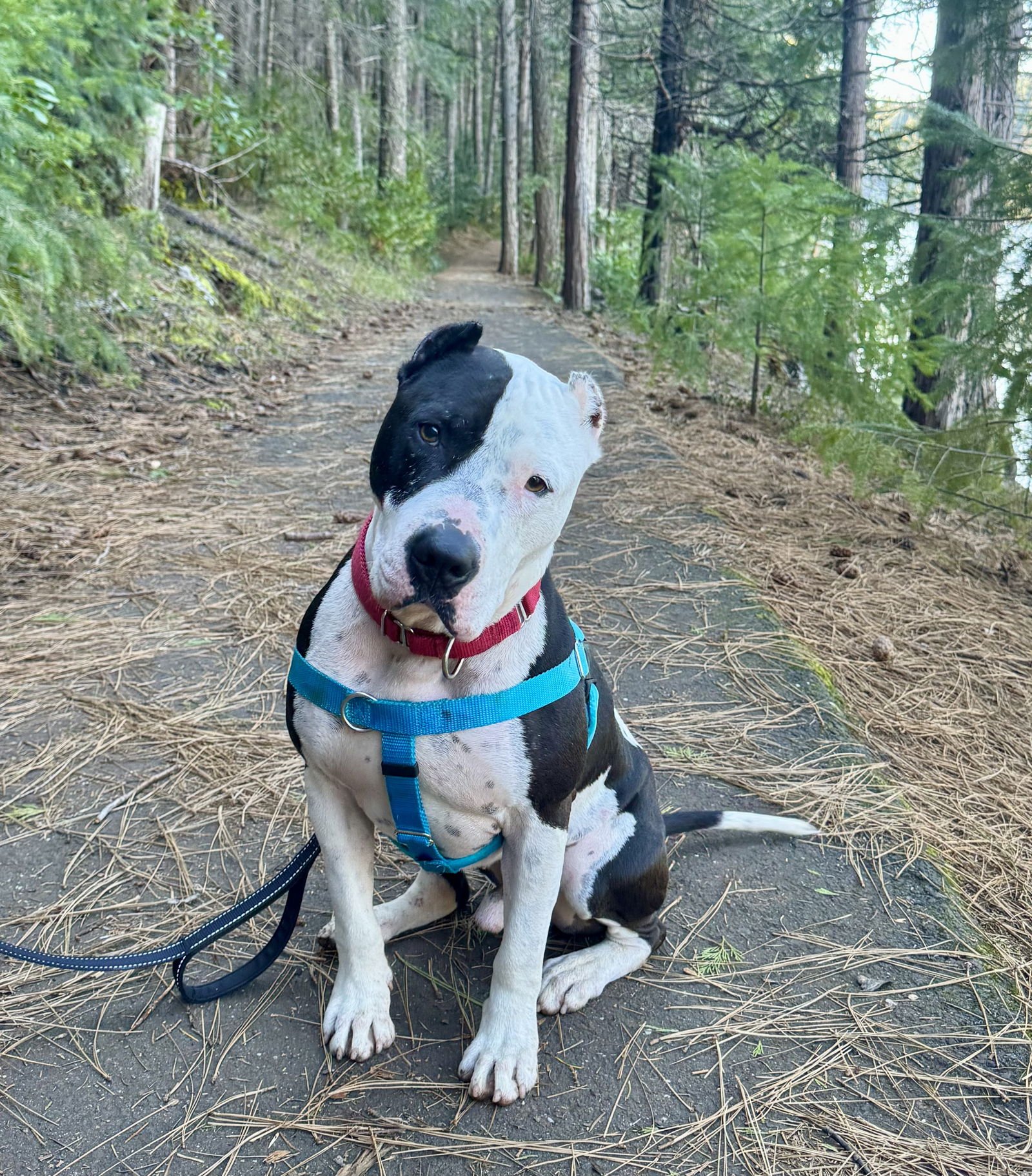 FOREST - American Pit Bull Terrier available for adoption