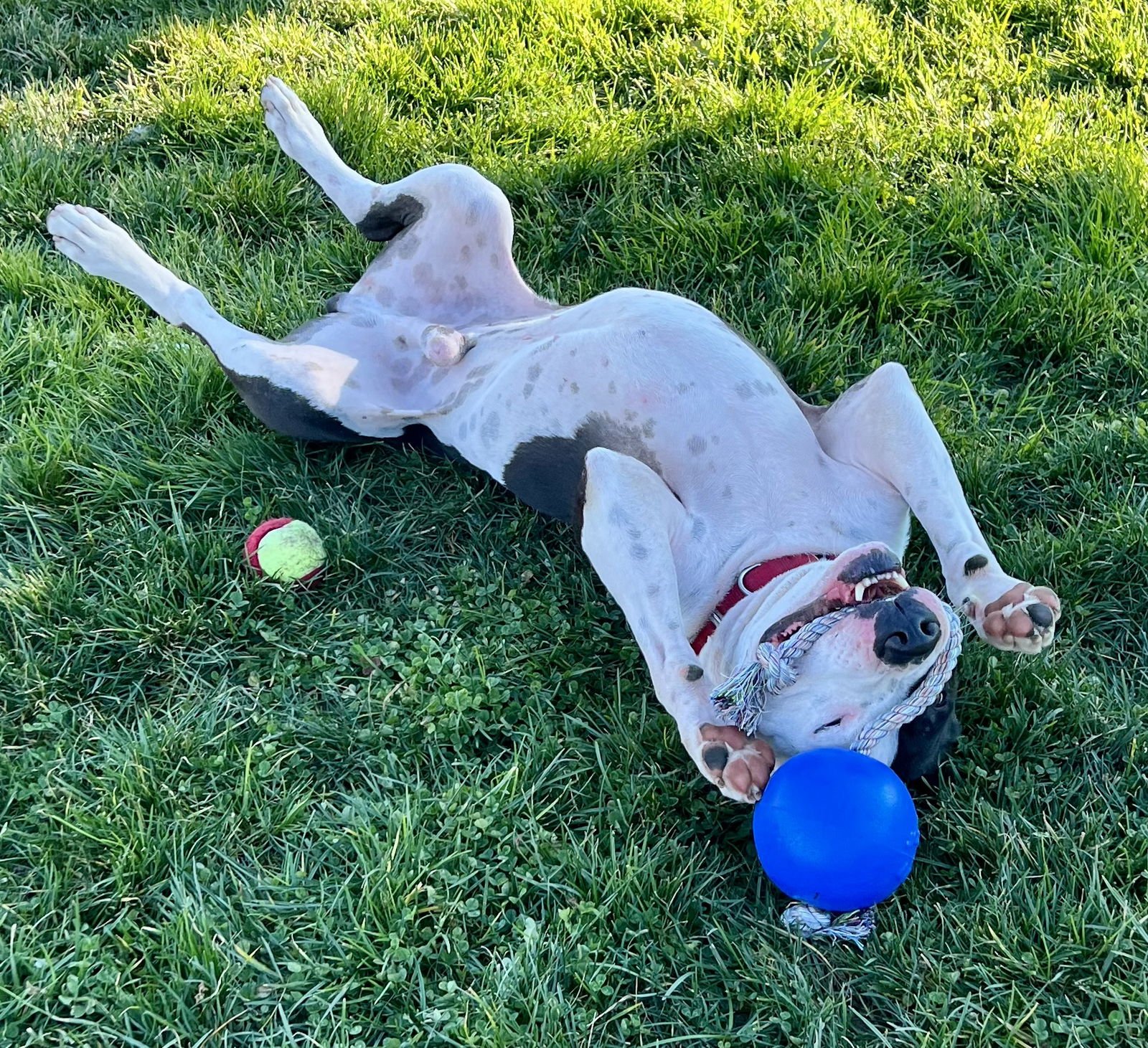 FOREST - American Pit Bull Terrier available for adoption