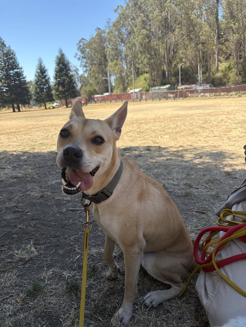 ARABELLA - Terrier available for adoption
