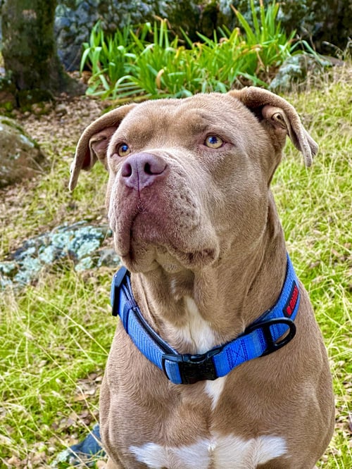 TANK - American Staffordshire Terrier for adoption in Berkeley