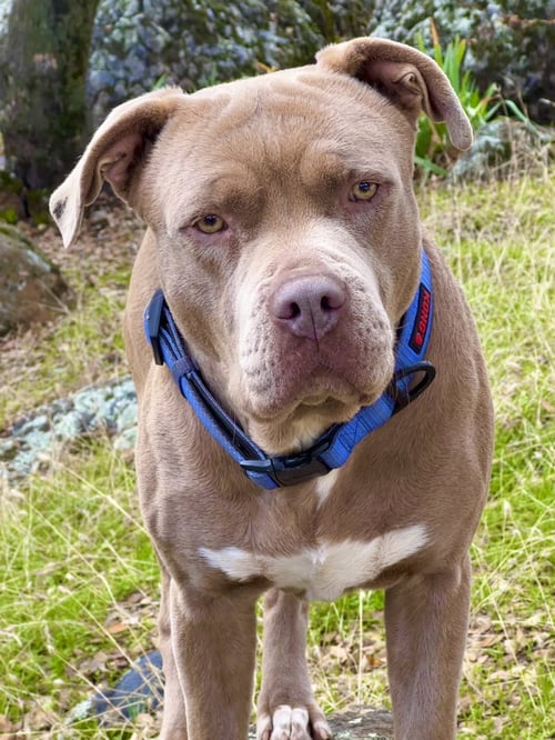 TANK - American Staffordshire Terrier available for adoption