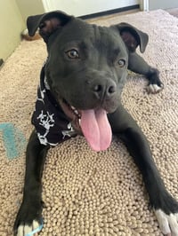 Buddy - Photo 3