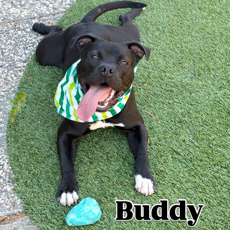 Buddy Image