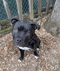 Buddy - Photo 6