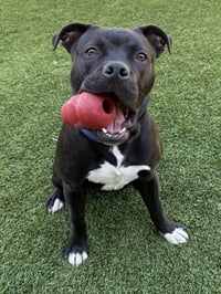 Buddy - Photo 7