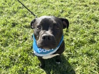 Buddy - Photo 2