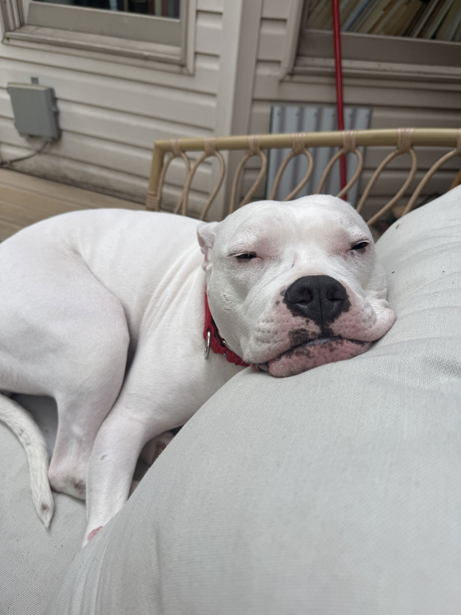 MOO - American Pit Bull Terrier available for adoption