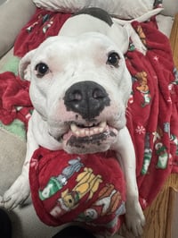 Moo - Photo 4