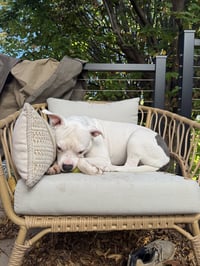 Moo - Photo 5