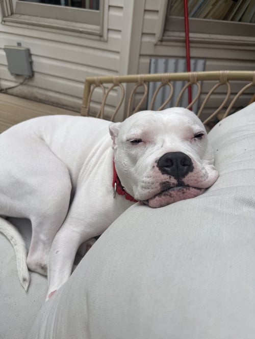 MOO - American Pit Bull Terrier available for adoption