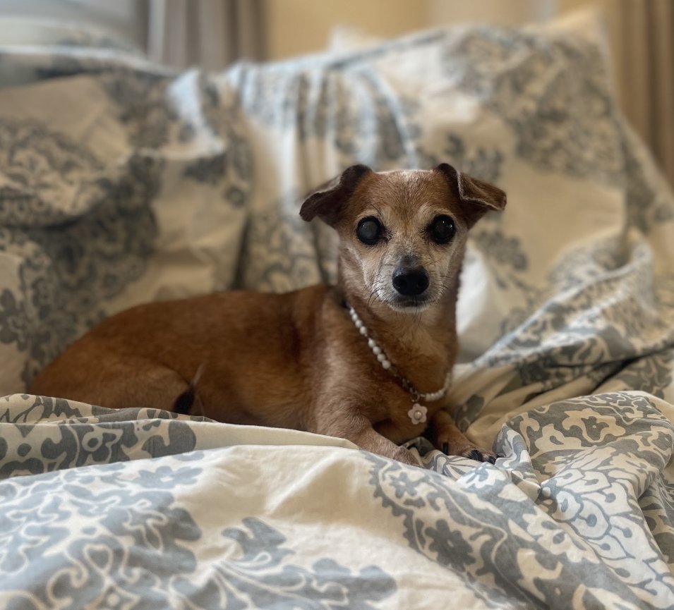 TRINKET - Dachshund available for adoption