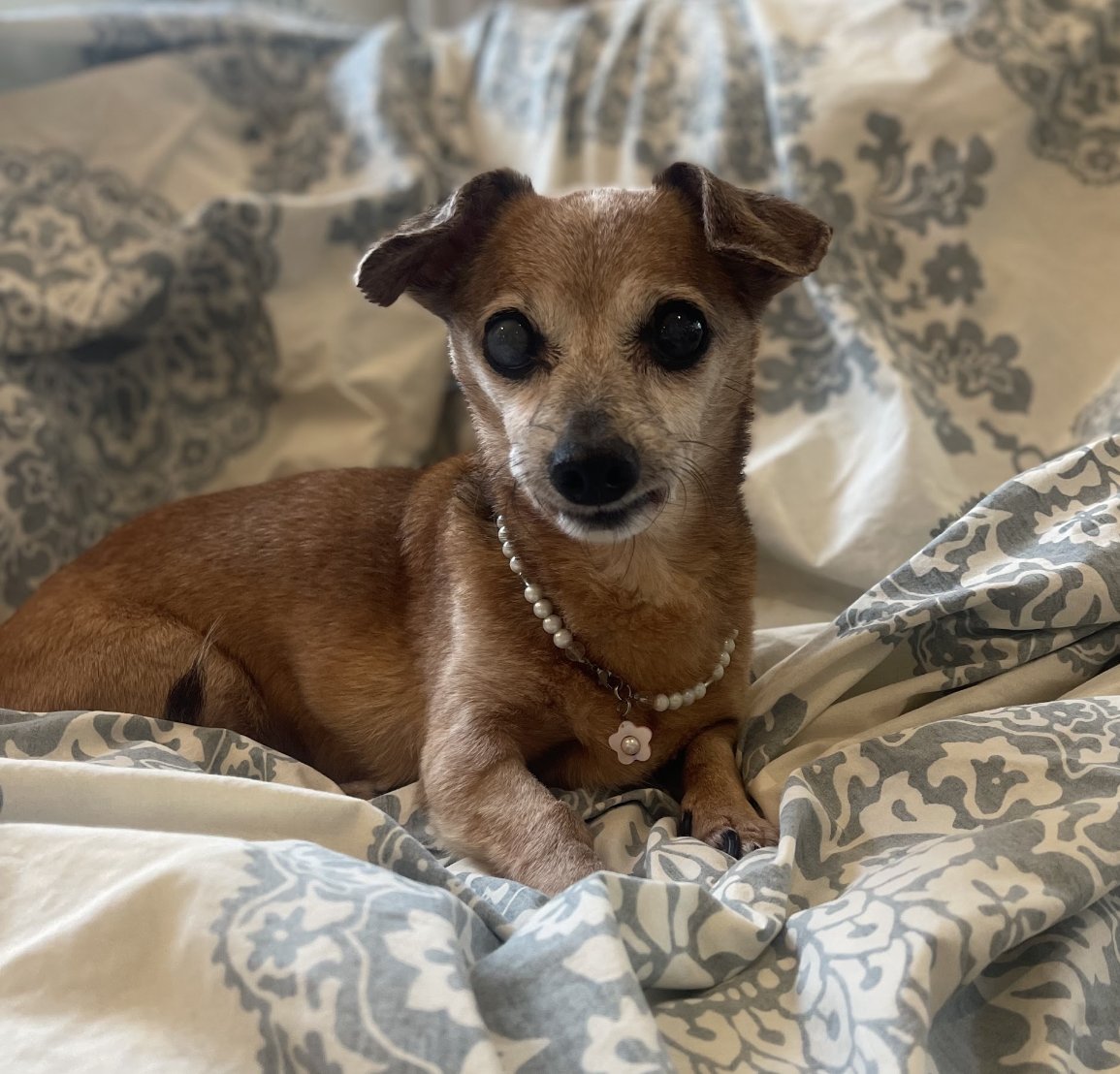 TRINKET - Dachshund available for adoption