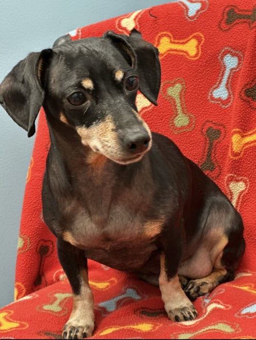 ELLA - Dachshund available for adoption