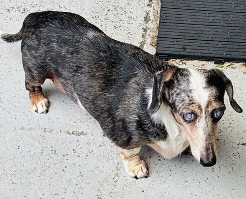 MISS RACHEL - Dachshund available for adoption