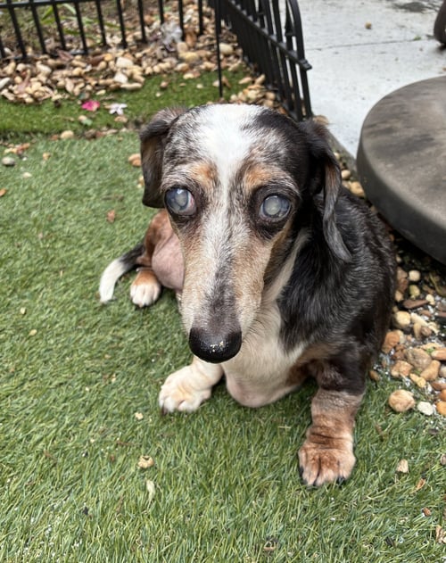 MISS RACHEL - Dachshund available for adoption