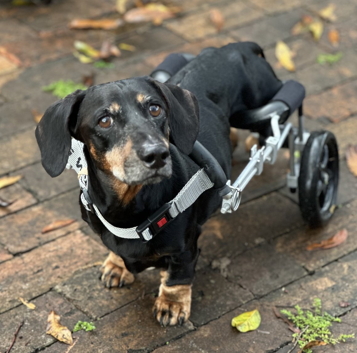 COOKIE - Dachshund available for adoption