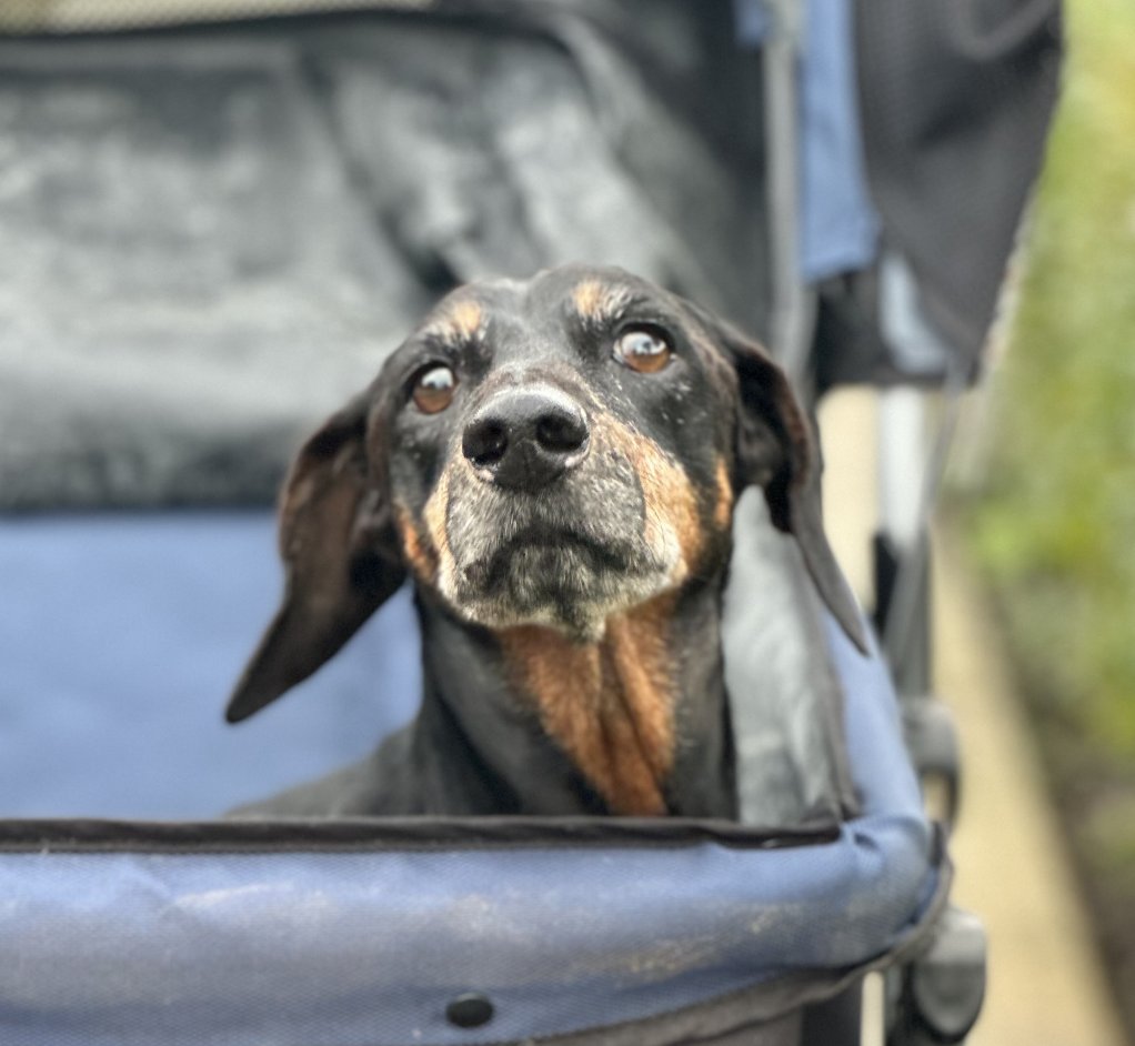 COOKIE - Dachshund available for adoption