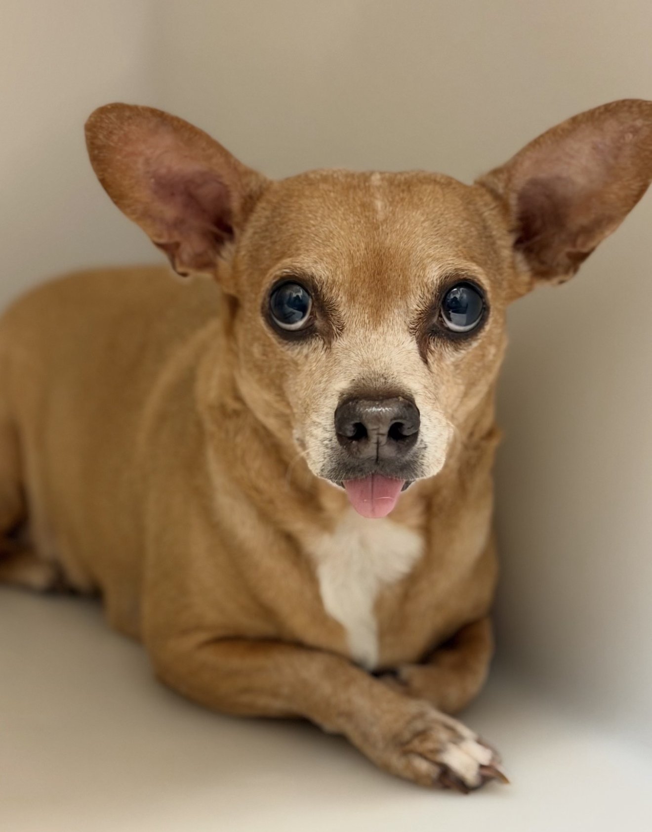 ABBIE - Dachshund / Chihuahua available for adoption