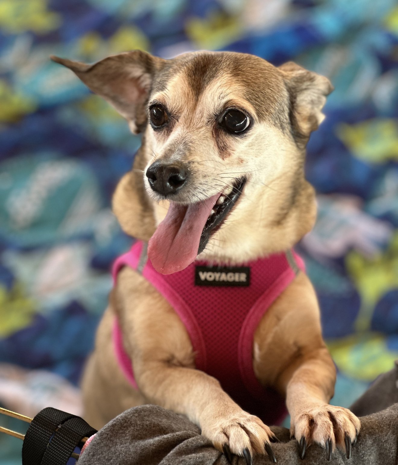 CHISPA - Dachshund available for adoption