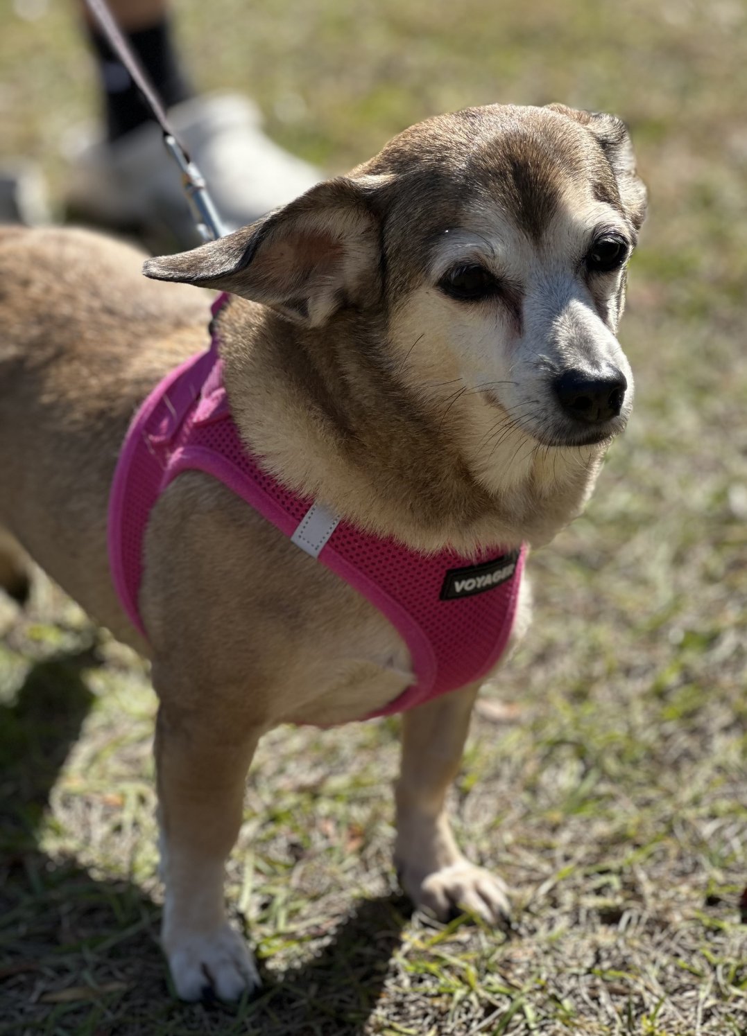 CHISPA - Dachshund available for adoption