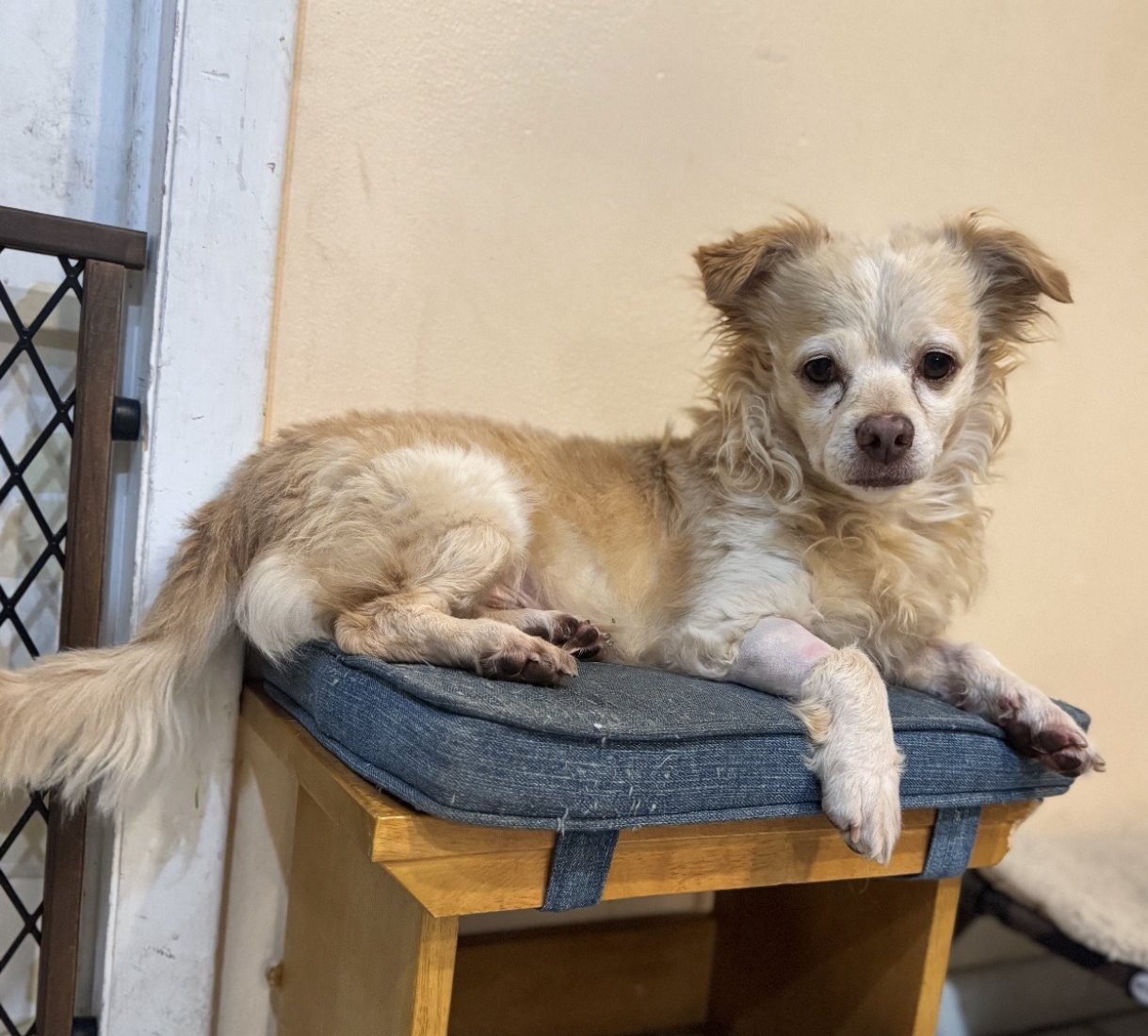 LUCKY - Dachshund available for adoption