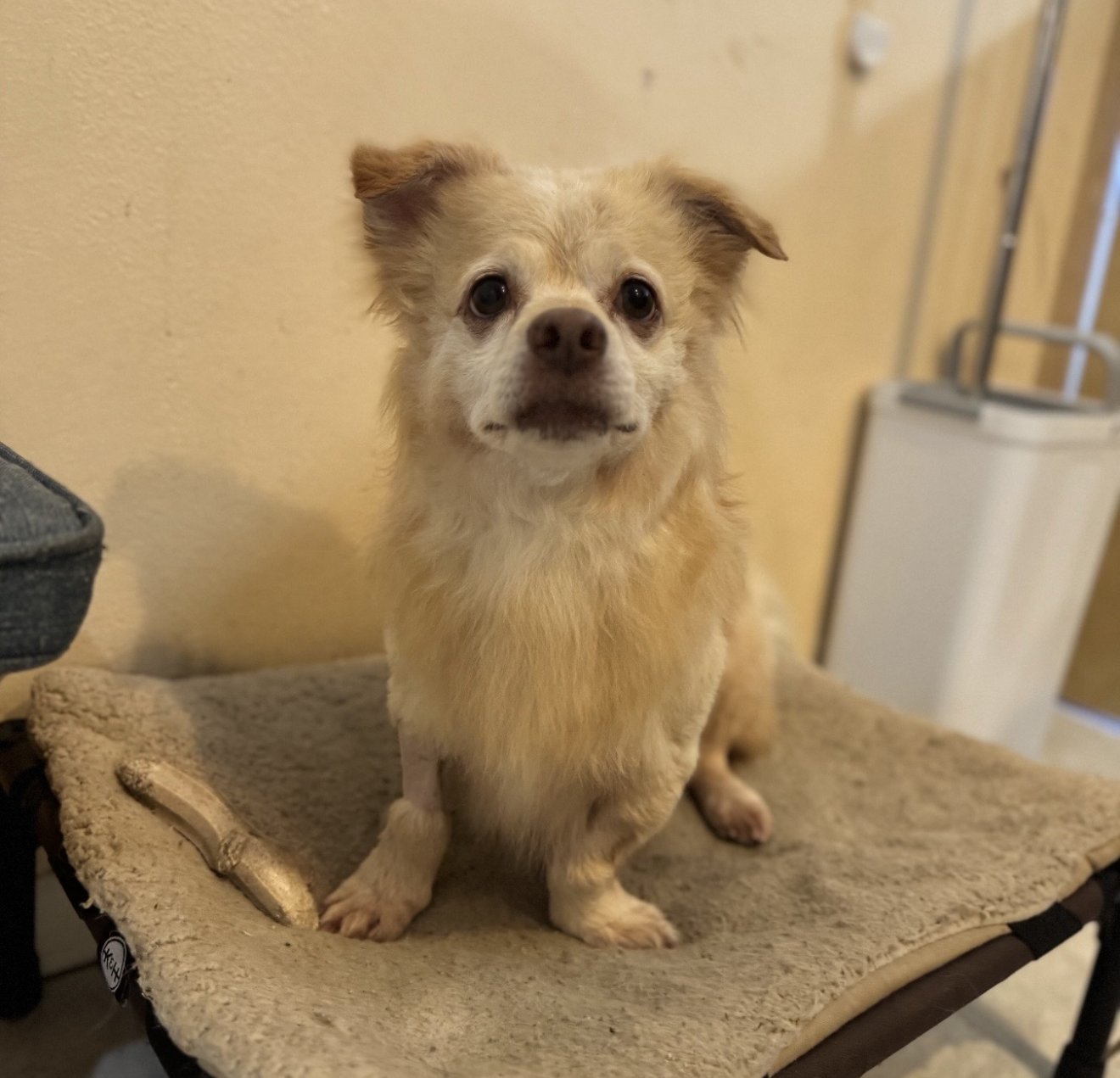 LUCKY - Dachshund available for adoption