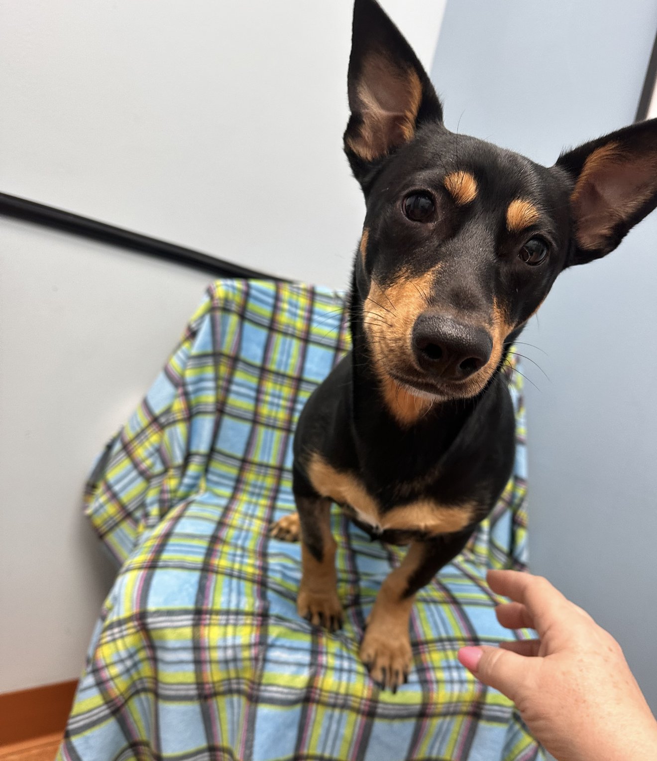 ZENITH - Dachshund available for adoption