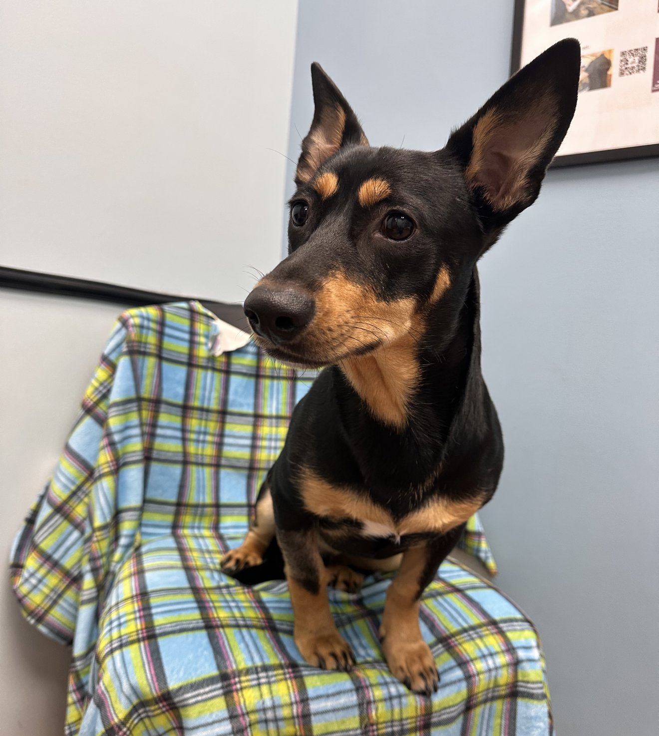 ZENITH - Dachshund available for adoption