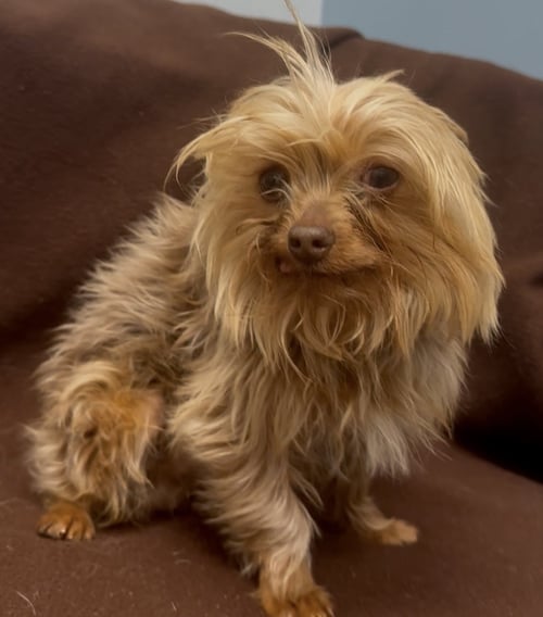 ABE - Yorkshire Terrier Yorkie available for adoption