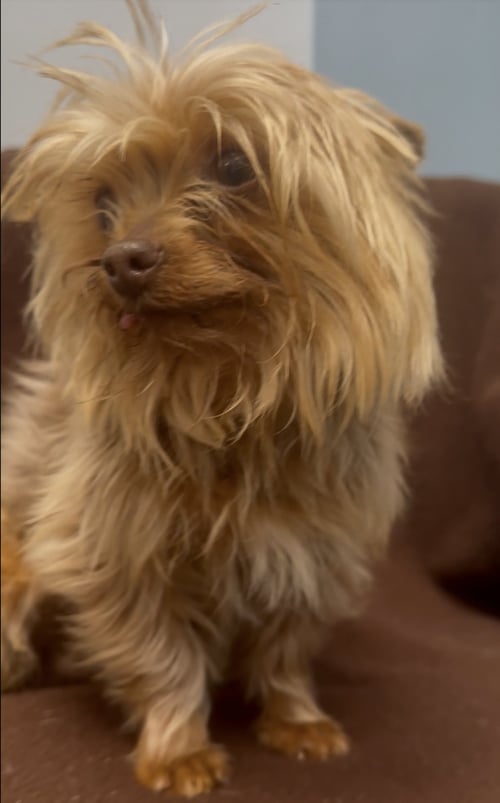 ABE - Yorkshire Terrier Yorkie available for adoption