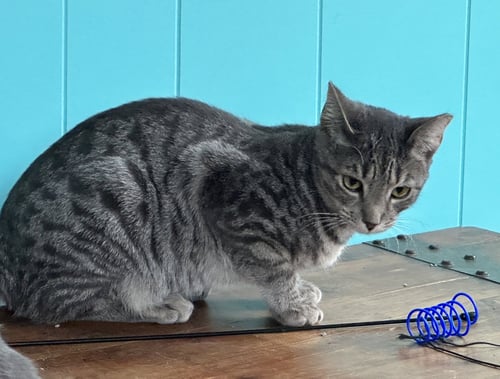 FRANCES - Domestic Short Hair available for adoption