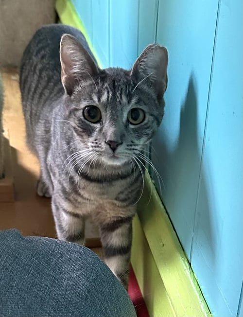 FRANCES - Domestic Short Hair available for adoption