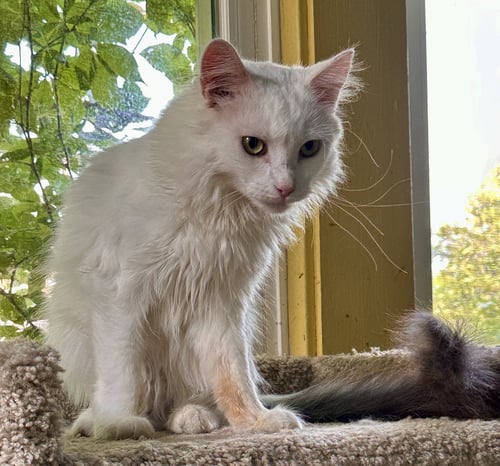 JOE - Domestic Long Hair available for adoption