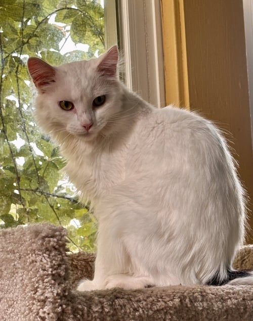 JOE - Domestic Long Hair available for adoption